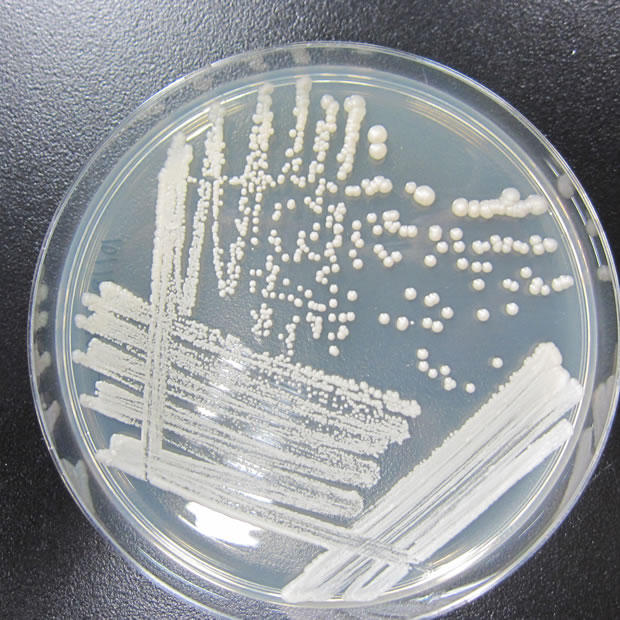 発酵微生物工学研究部門