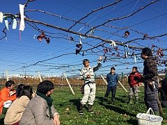 山下先生が剪定方法を説明します